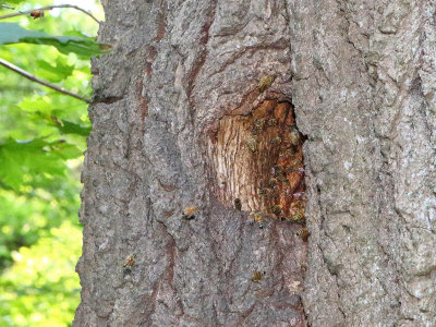 At Home in a Hive