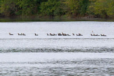 Cormorants Crossing