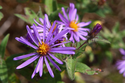 Purple Pinwheel 