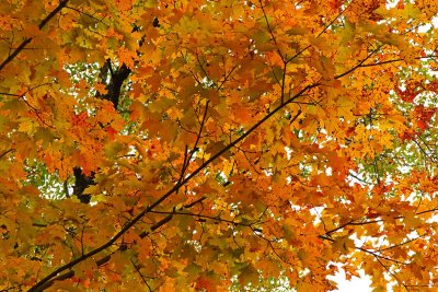Color in the Canopy