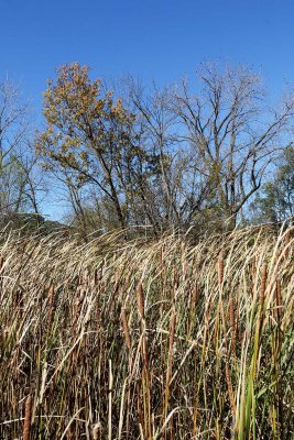 Color and Cattails