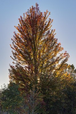 Fall Spotlight