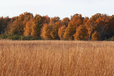 Fall Past the Prairie