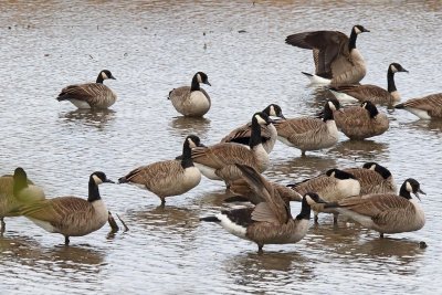 Gathering of Geese