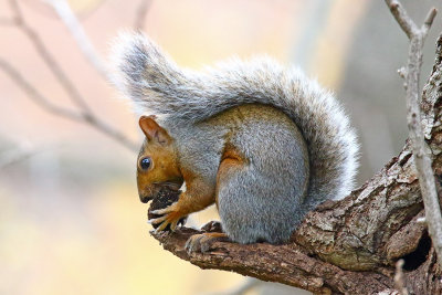 Nuts About Nuts