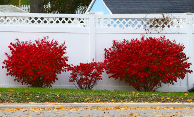 Fall at the Fence