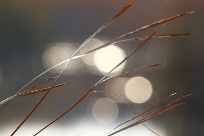 Glints in the Grass