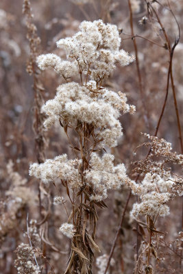 Sitting on Seeds