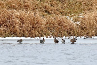 Cold Ducks