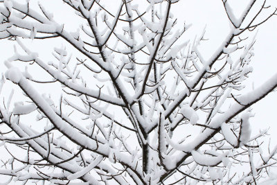 Bearing the Snow