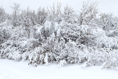 Yielding to Winter