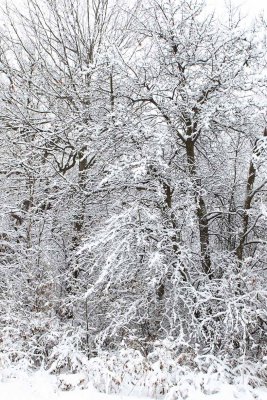 Frosted Forest