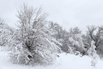 Sticking with Snow