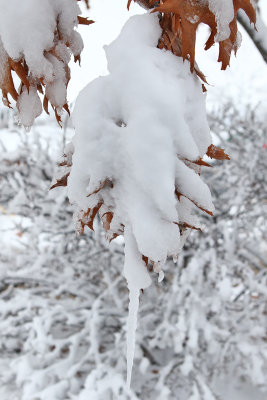 Icy Coating
