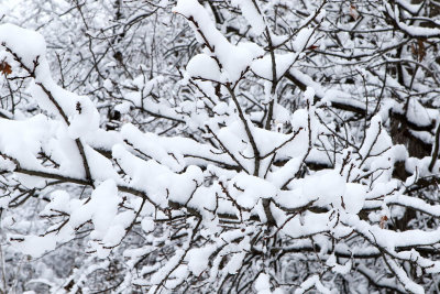 Covered in White