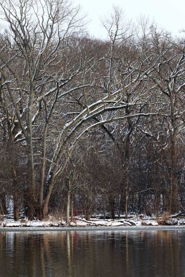 Snow Forest on the Fox