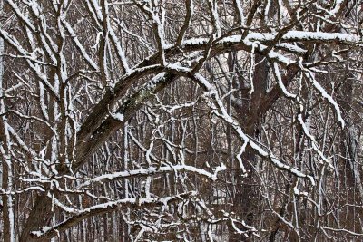 Bent Branch