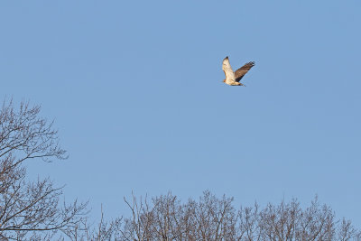 Retreating Red-tail