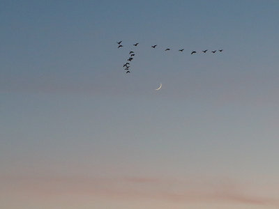 Geese go by the Moon