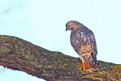 Branched Bird