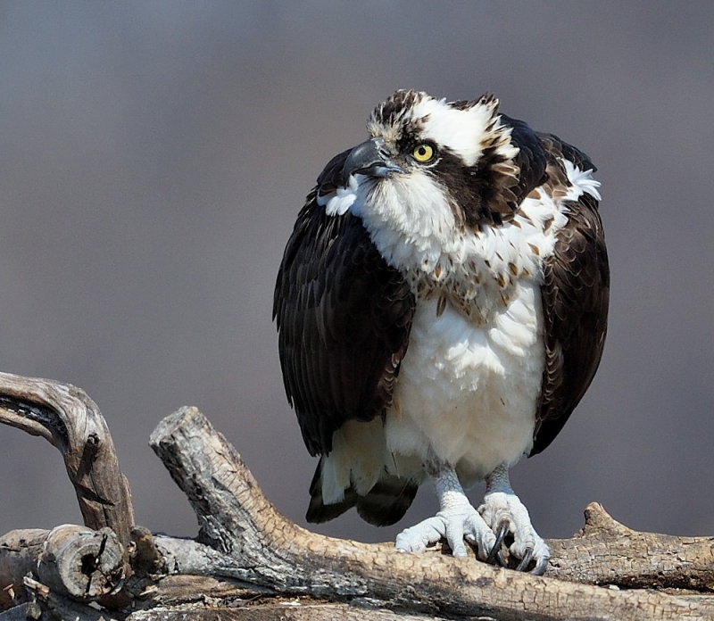 D50_1933_100 crop.jpg
