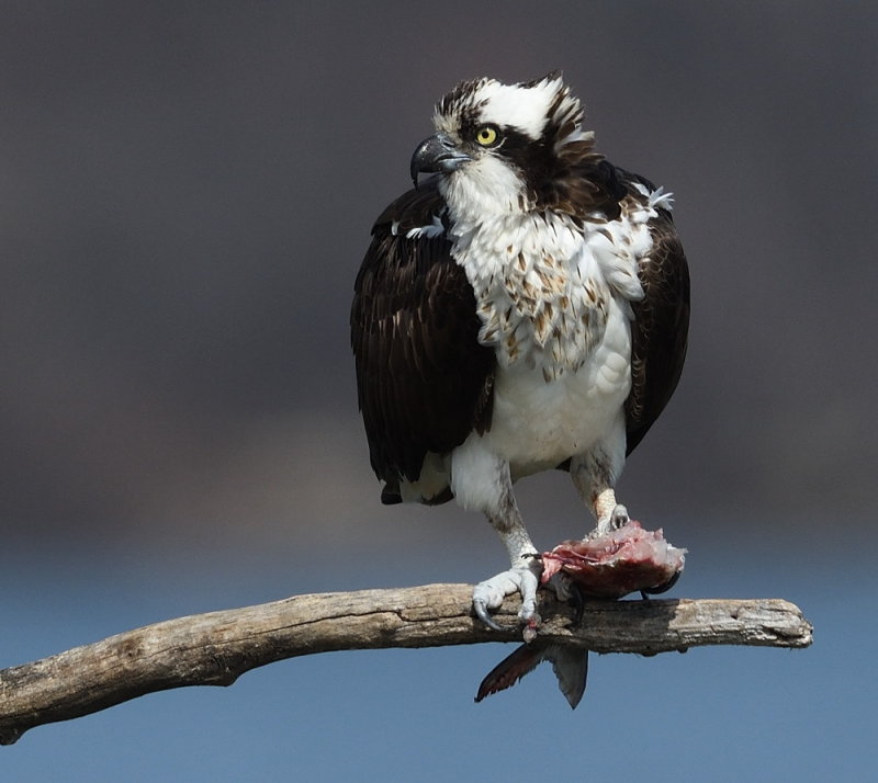 D50_2046_100 crop.jpg