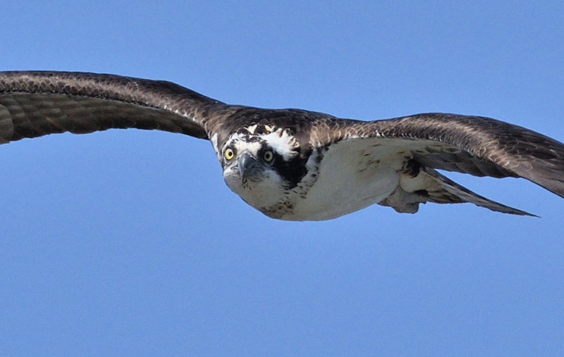 D50_2180_100 Crop.jpg