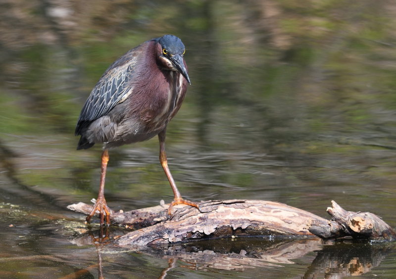 D50_2945.jpg