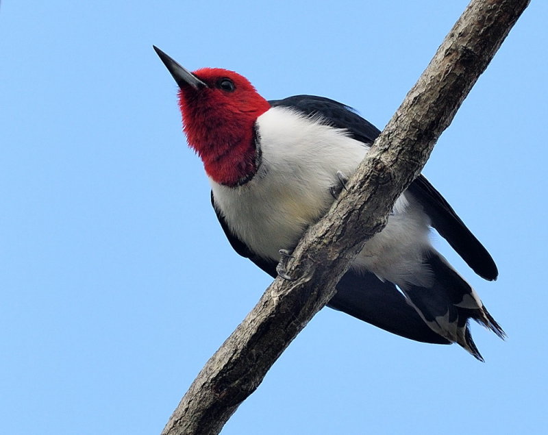 D50_3588.jpg