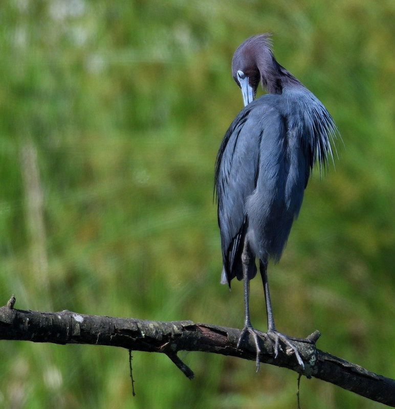 D50_4661.jpg