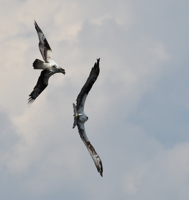 D50_5584.jpg