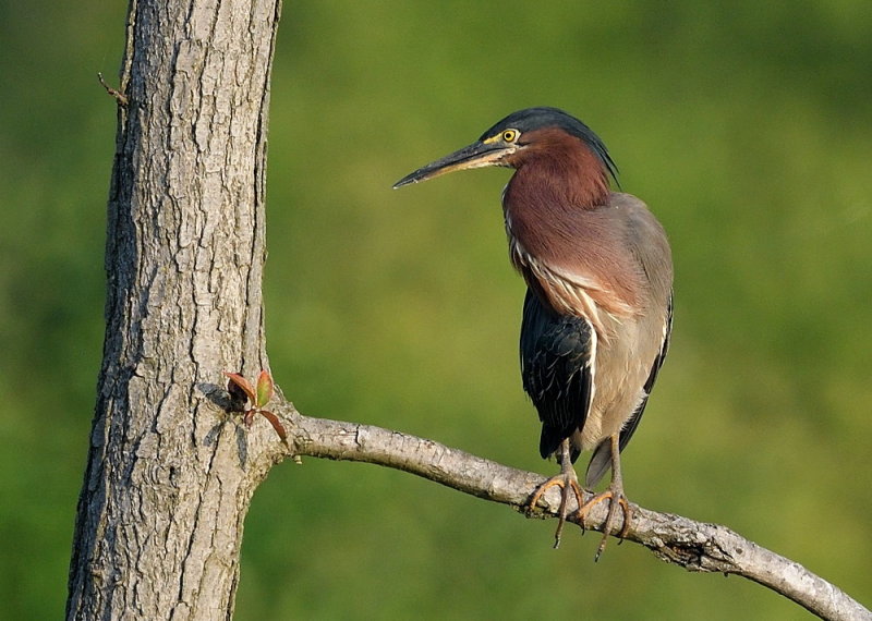 D50_5795.jpg