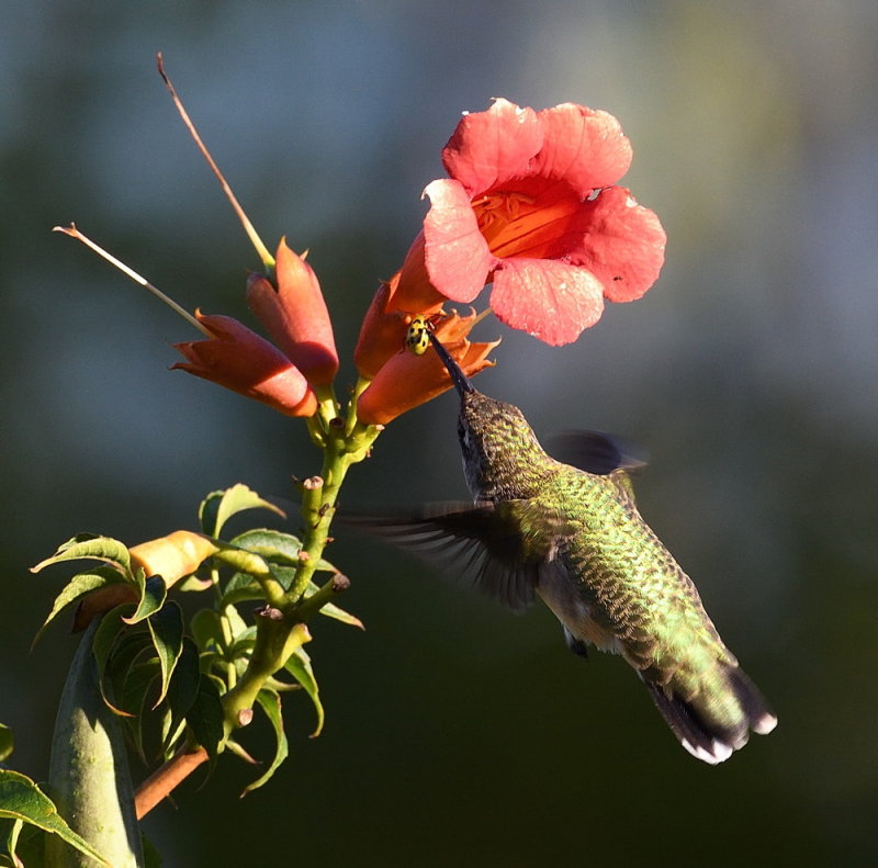 D50_6219.jpg