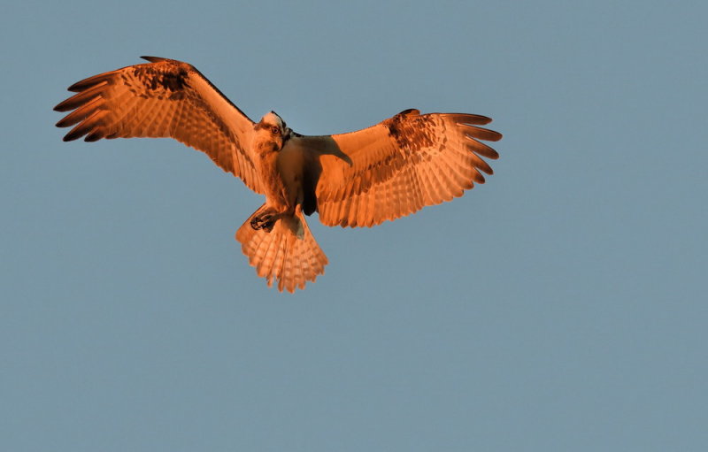 D50_6253.jpg