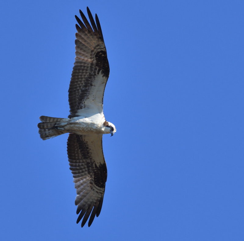D50_6397.jpg