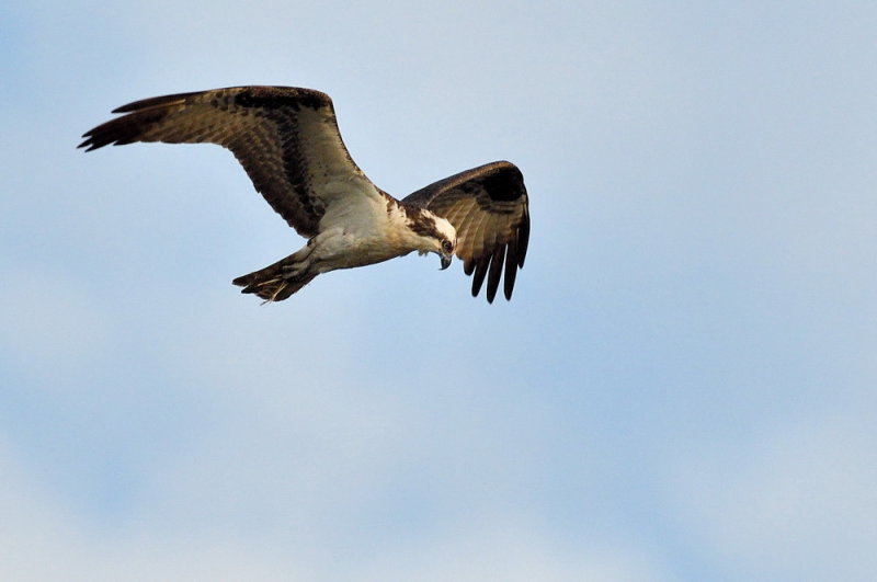D50_6500.jpg