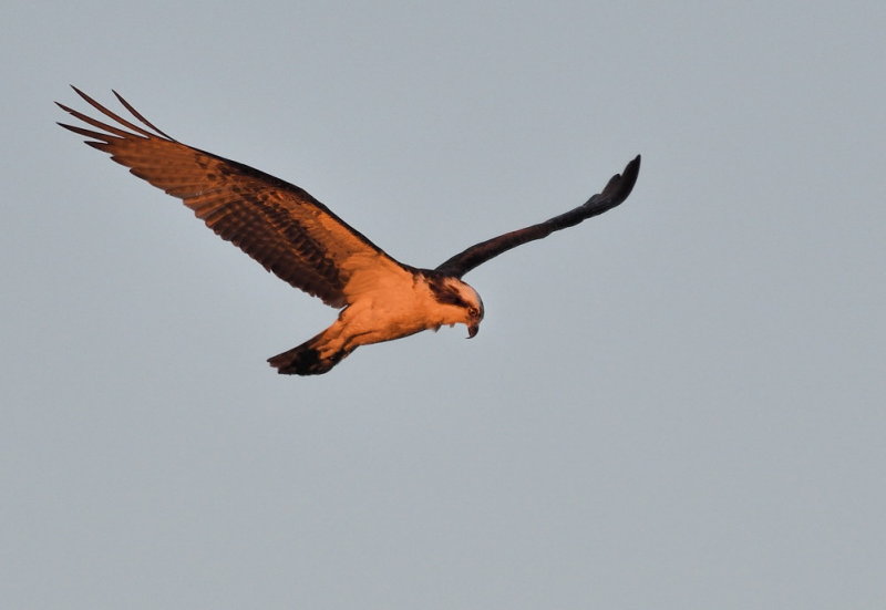 D50_6645.jpg
