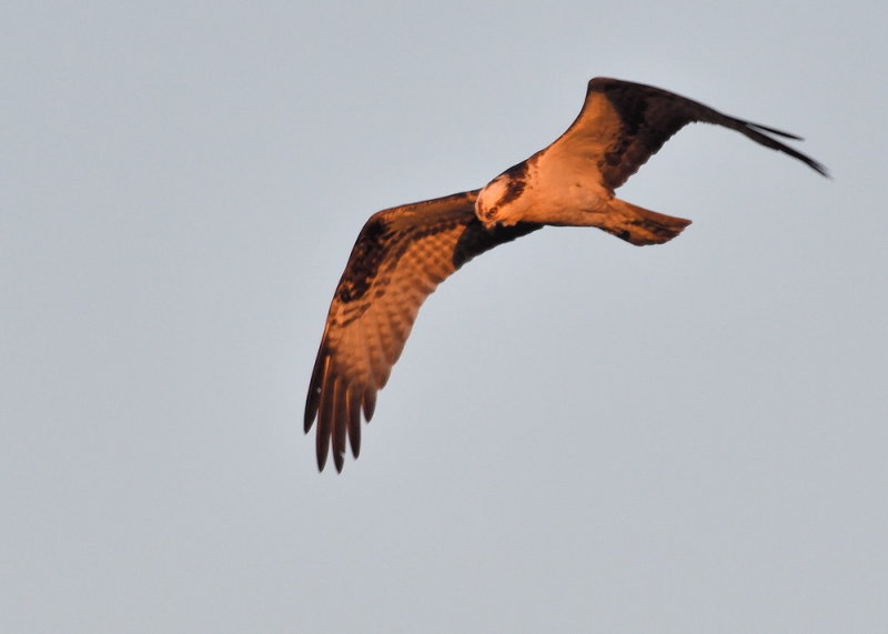 D50_6662.jpg