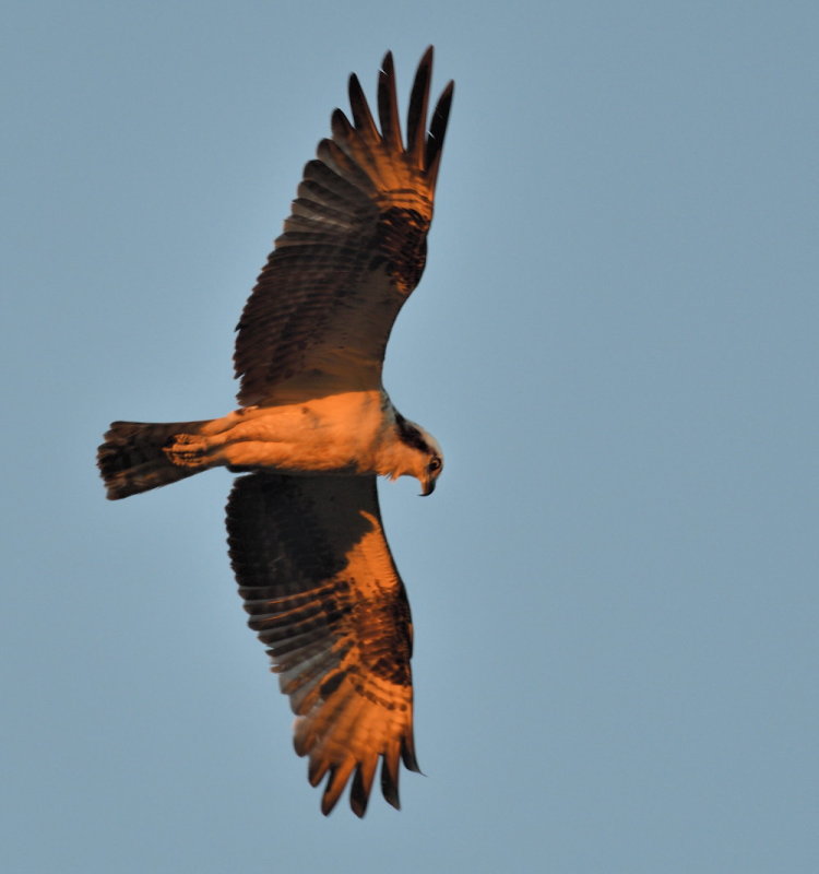 D50_6674.jpg