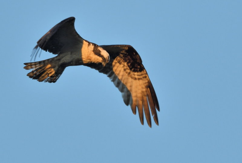 D50_6690.jpg