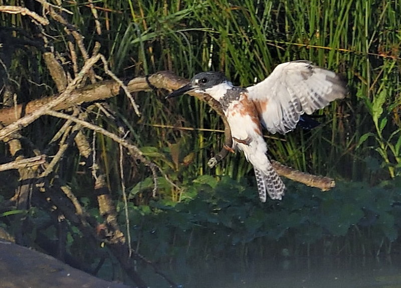 D50_6705.jpg
