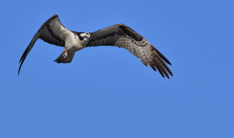 D50_6747.jpg