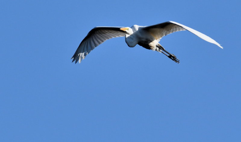 D50_6875.jpg