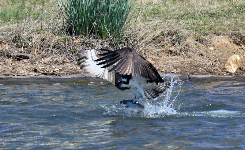 D50_9955_01.JPG