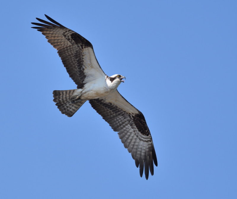 D51_0116.jpg