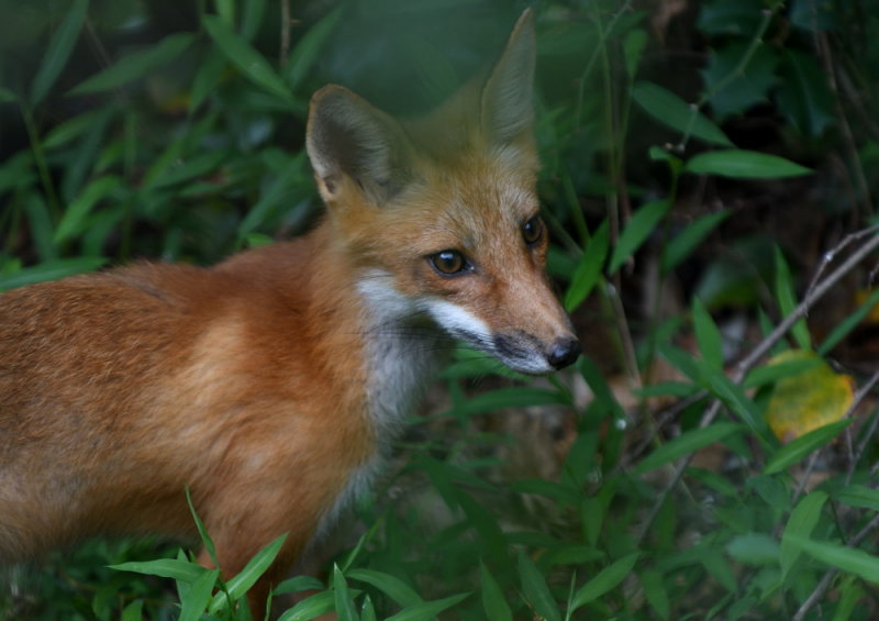 D51_4135.jpg
