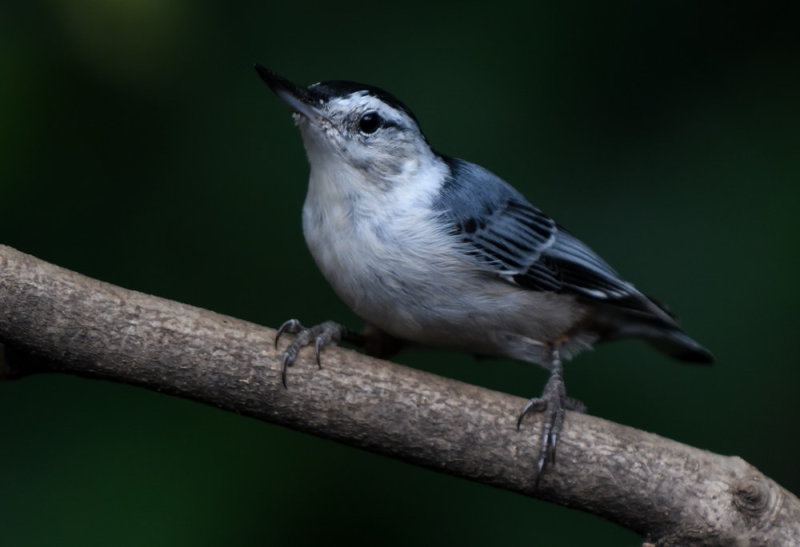 D51_4091.jpg