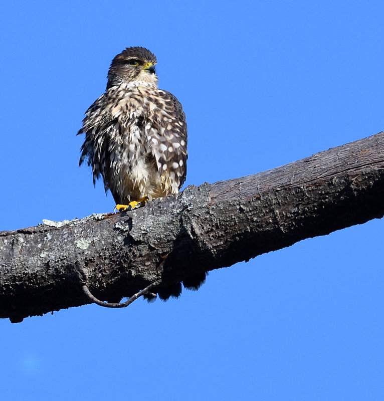 D51_4958.jpg