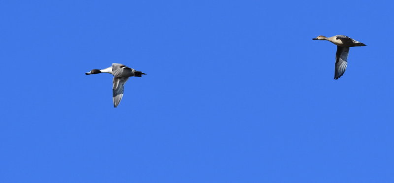 D51_4992.jpg