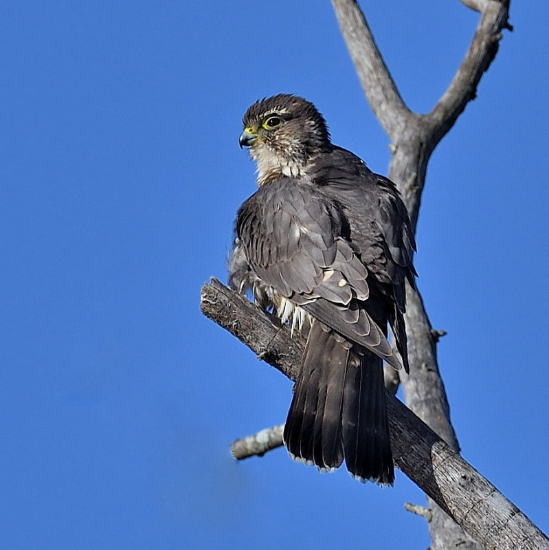D51_5063.jpg